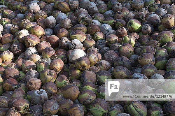 Thailand - Koh Samui - Harverst of coconut (Cocos nucifera).