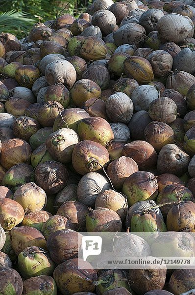 Thailand - Koh Samui - Harverst of coconuts for oil (Cocos nucifera).