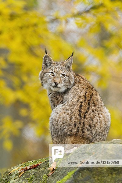 Eurasian Lynx  Lynx lynx  in Autumn  Germany  Europe.