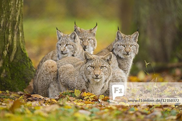 Eurasian Lynx  Lynx lynx  Female with Three Kittens  Germany  Europe.