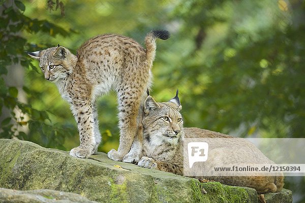 Eurasian Lynx  Lynx lynx  Female with Kitten  Germany  Europe.