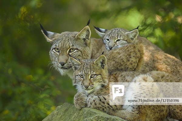 Eurasian Lynx  Lynx lynx  Female with Two Kittens  Germany  Europe.