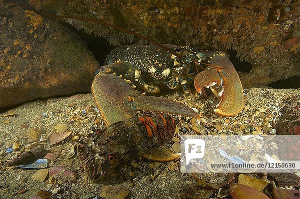 Common lobster (Homarus gammarus) devouring Little cape town lobster (Scyllarus arctus) Eastern Atlantic. Galicia. Spain. Europe.