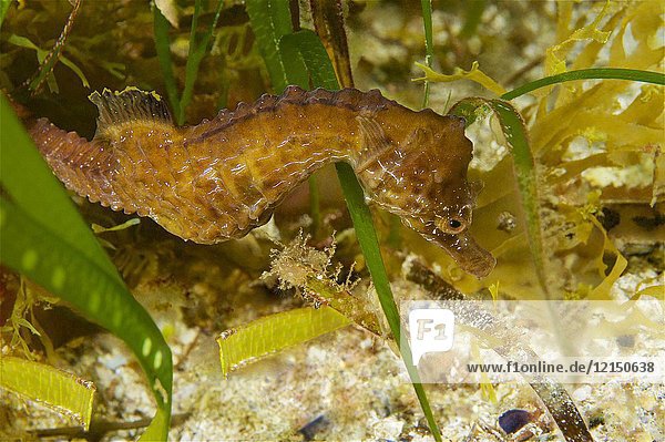 Short-snouted seahorse (Hippocampus hippocampus). Eastern Atlantic. Galicia. Spain. Europe.