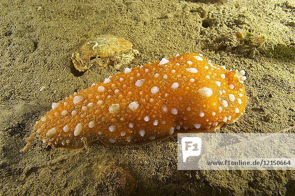 Opistobranchs. Sea slug (Armina maculata). Eastern Atlantic. Galicia. Spain. Europe.