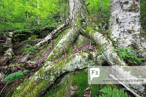 Yellow birch on the rocky hillside of Mount Blue in Kinsman Notch of the White Mountains  New Hampshire USA.