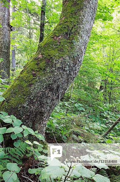 Old Yellow birch on the rocky hillside of Mount Blue in Kinsman Notch of the White Mountains  New Hampshire USA.