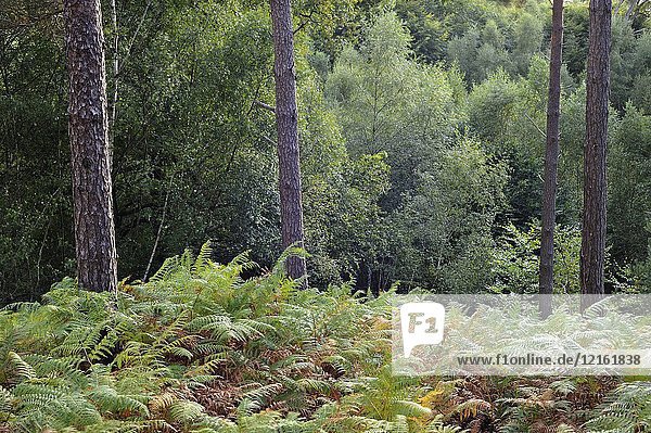 Eagle fern bed (Pteridium aquilinum ) in the Forest of Rambouillet  Haute Vallee de Chevreuse Regional Natural Park  Department of Yvelines  Ile de France Region  France  Europe.