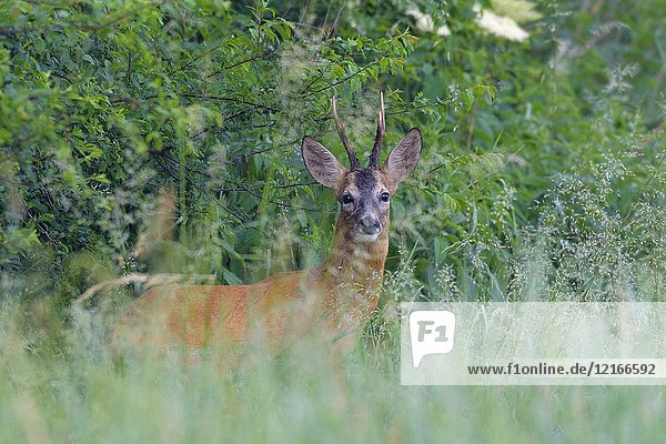Western Roe Deer (Capreolus capreolus) in summer  Roebuck  Hesse  Germany  Europe.
