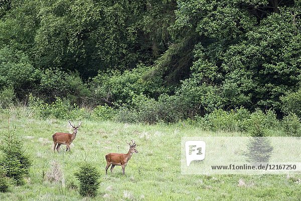 Red deer (Cervus elaphus)  two males standing on forest clearing  Hunsrück  Rhineland-Palatinate  Germany.