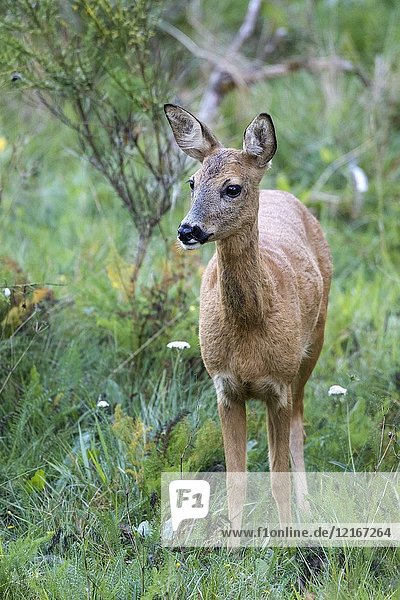 Western roe deer (Capreolus capreolus)  adult female standing on meadow at the edge of the forest  Hunsrück  Rhineland-Palatinate  Germany.
