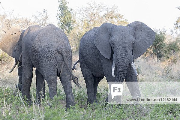 Africa  Southern Africa  South African Republic  Mala Mala game reserve . African bush elephant or African savanna elephant (Loxodonta africana).