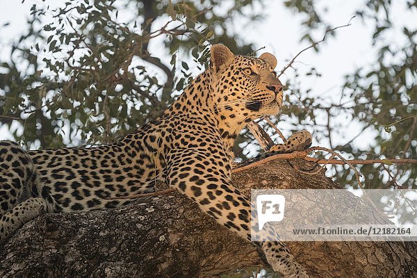 Africa  Southern Africa  South African Republic  Mala Mala game reserve  savannah  African Leopard (Panthera pardus pardus)  resting.