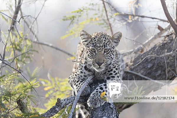 Africa  Southern Africa  South African Republic  Mala Mala game reserve  savannah  African Leopard (Panthera pardus pardus)  young in a bush.