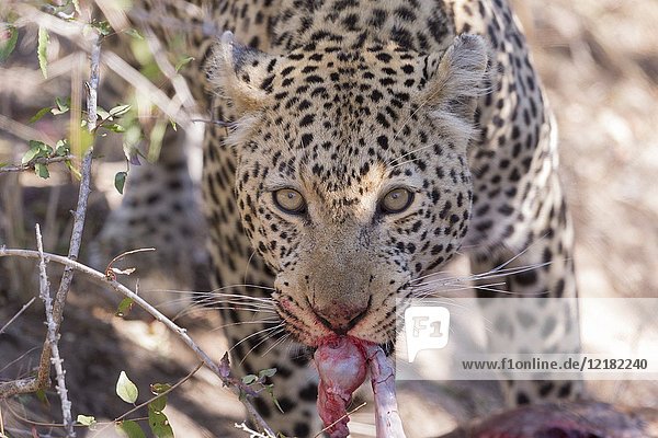 Africa  Southern Africa  South African Republic  Mala Mala game reserve  savannah  African Leopard (Panthera pardus pardus)  eating a prey.