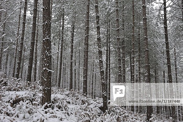 Pine wood  Forest of Rambouillet in the snow near Poigny-la-Foret    Haute Vallee de Chevreuse Regional Natural Park  Yvelines department  Ile de France region  France  Europe.