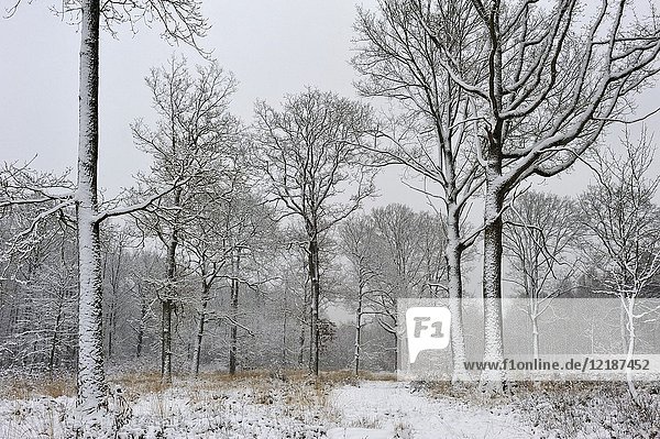 Forest of Rambouillet in the snow near Poigny-la-Foret    Haute Vallee de Chevreuse Regional Natural Park  Yvelines department  Ile de France region  France  Europe.