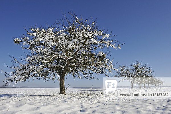 Apple trees covered with snow  department of Eure-et-Loir  Centre-Val-de-Loire region  France  Europe.