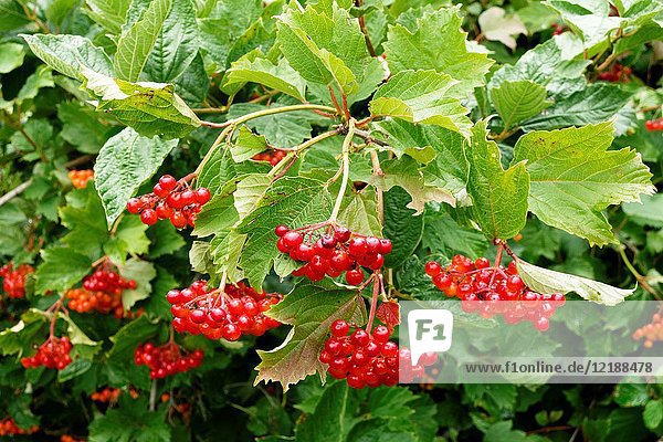 Red Berries Of Viburnum Opulus Dwarf European Cranberrybush Cranberry Tree Suzanne S Garden Mayenne Department Pays De La Loire Fr