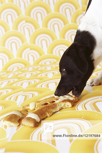 Hund frisst Stutenkerl
