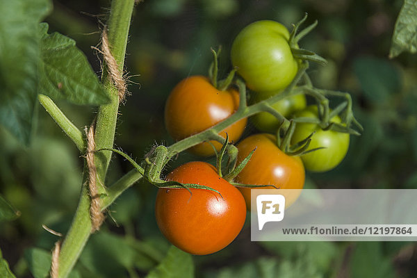 Tomaten  die auf einer Tomatenpflanze wachsen