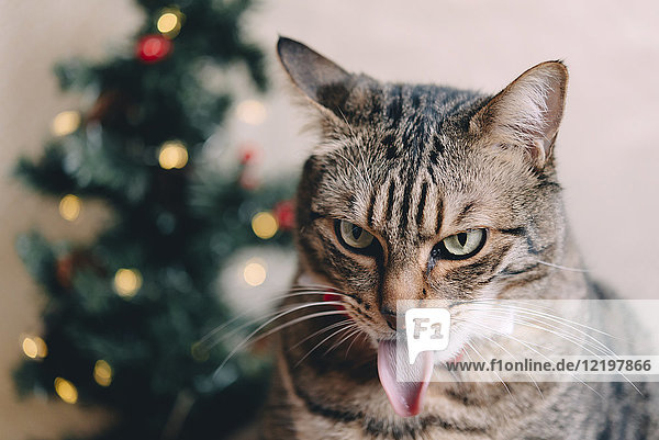 Tabby-Katzenzunge zur Weihnachtszeit ausgestreckt