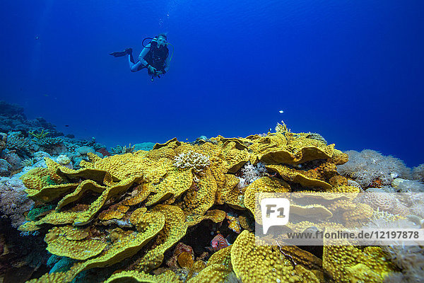 Ägypten  Rotes Meer  Hurghada  Taucher über gelben Wellenkorallen
