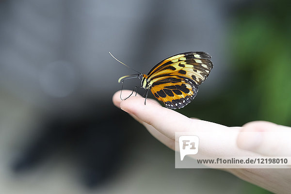 Monarch-Schmetterling  Danaus plexippus  auf der Hand sitzend