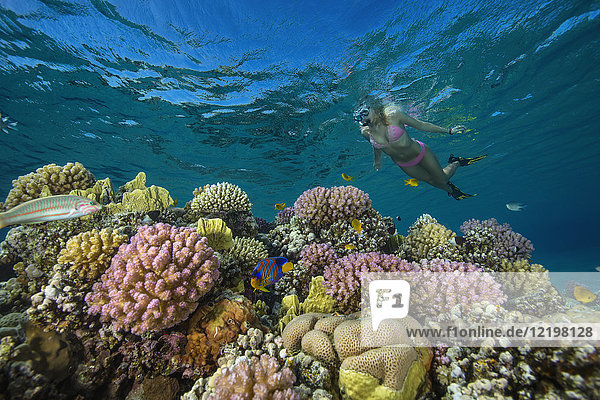 Ägypten  Rotes Meer  Hurghada  junge Frau beim Schnorcheln am Korallenriff