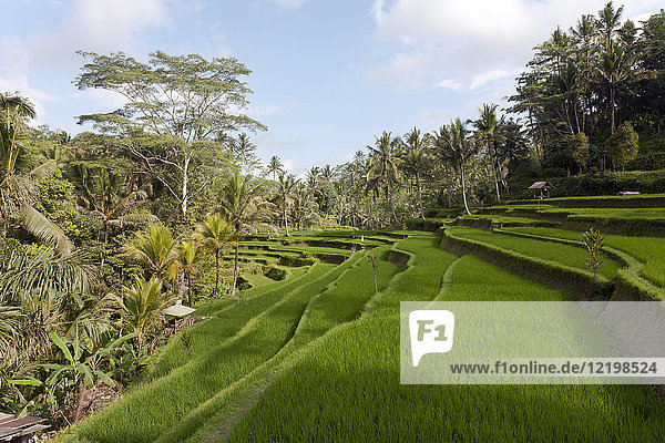 Indonesien  Bali  Ubud  Reisfelder