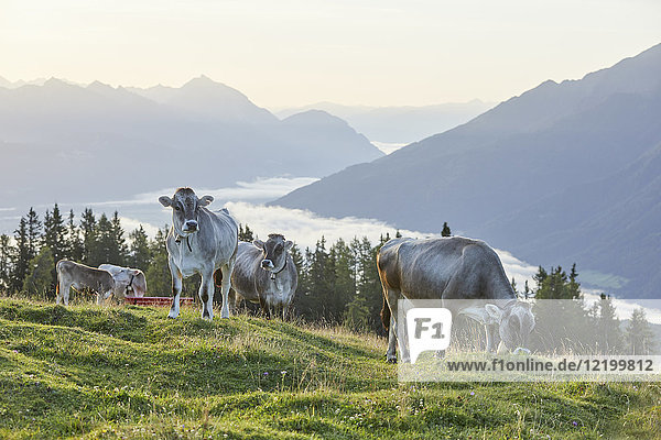 Austria  Tyrol  Mieming Plateau  cows on alpine meadow