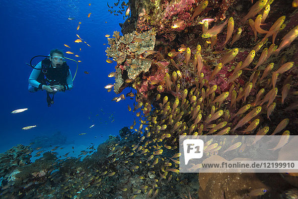 Egypt  Red Sea  Hurghada  scuba diver at coral reef