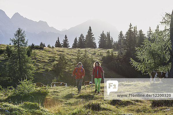 Österreich  Tirol  Mieming-Plateau  Wanderer auf Almen mit Kühen