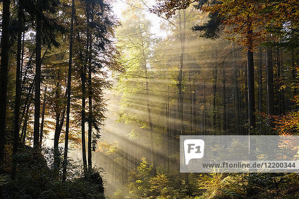 Deutschland  Bayern  Niederbayern  Altmühltal  Wald  Herbst  Morgennebel