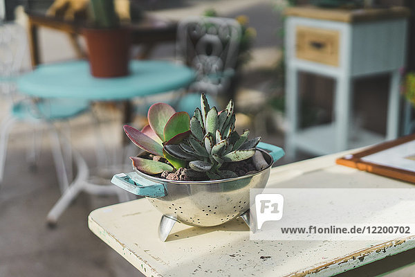 Colander used as flower pot