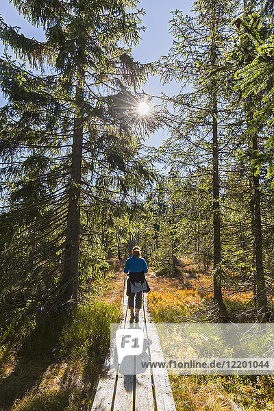 Germany  Bavaria  Lower Bavaria  Bavarian Forest National Park  female hiker on wooden boardwalk