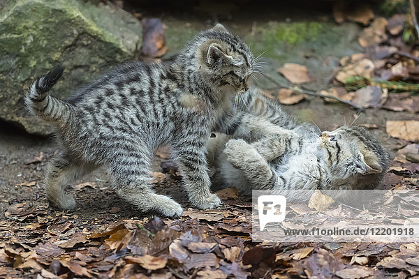 Deutschland  Nationalpark Bayerischer Wald  Tiere Freigelände Neuschönau  Wildkatze  Felis silvestris  Jungtiere spielend