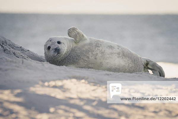 Deutschland Helgoland Seehund am Strand liegend