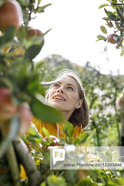 Junge Frau pflückt Apfel vom Baum im Obstgarten