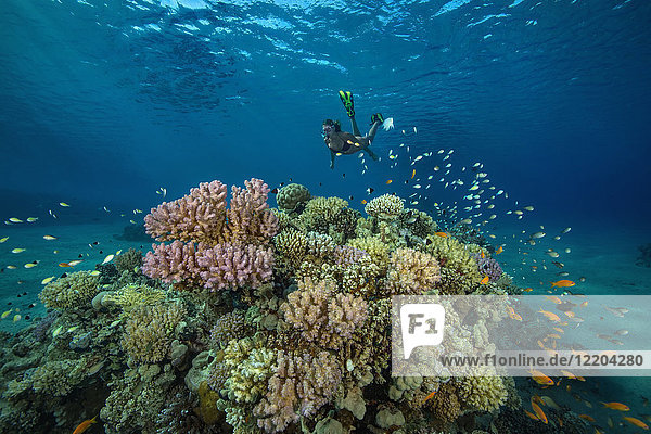 Egypt  Red Sea  Hurghada  teenage girl snorkeling at coral reef