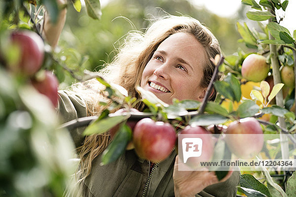 Lächelnde Frau erntet Äpfel vom Baum