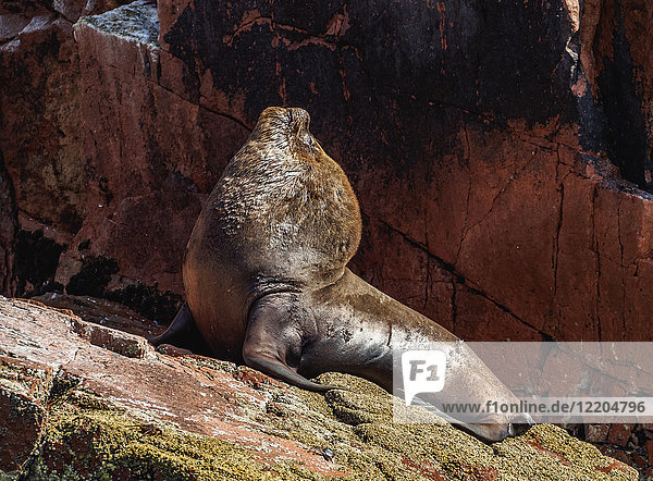 Seelöwe (Otaria flavescens)  Ballestas-Inseln bei Paracas  Region Ica  Peru  Südamerika