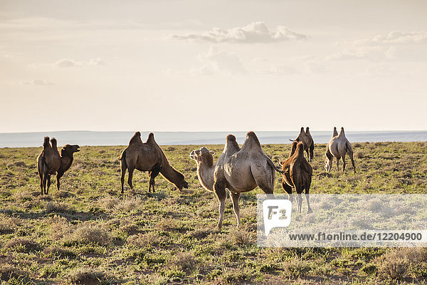 Kamele beim Grasen  Ulziit  Provinz Mittelgobi  Mongolei  Zentralasien  Asien