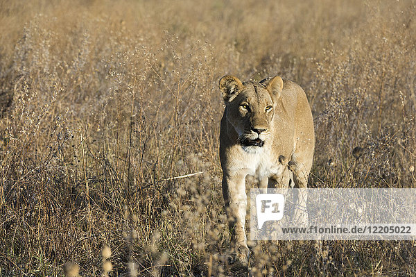 Lion (Panthera leo)  Savuti  Chobe National Park  Botswana  Africa