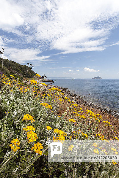 Wildblumen am Strand von Sansone  Portoferraio  Insel Elba  Provinz Livorno  Toskana  Italien  Europa