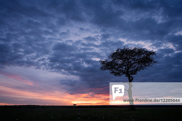 Akazienbaum bei Sonnenuntergang  Masai Mara  Kenia  Ostafrika  Afrika