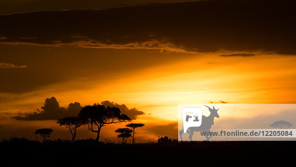 Eland bei Sonnenuntergang  Masai Mara  Kenia  Ostafrika  Afrika