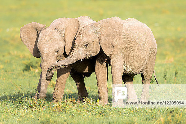 Junge Elefanten  Masai Mara  Kenia  Ostafrika  Afrika
