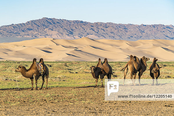 Kamele und Sanddünen der Wüste Gobi im Hintergrund  Bezirk Sevrei  Provinz Südgobi  Mongolei  Zentralasien  Asien