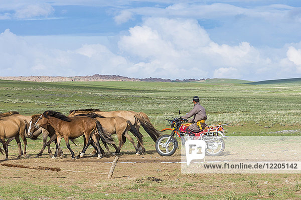Mongolischer Nomadenmann auf dem Motorrad beim Sammeln von Pferden  Provinz Mittelgobi  Mongolei  Zentralasien  Asien